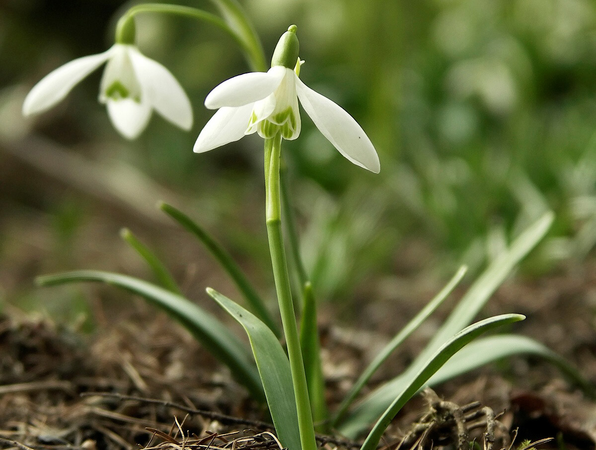 More snowdrops, less ice: Russia’s famed winter has lost its bite this year