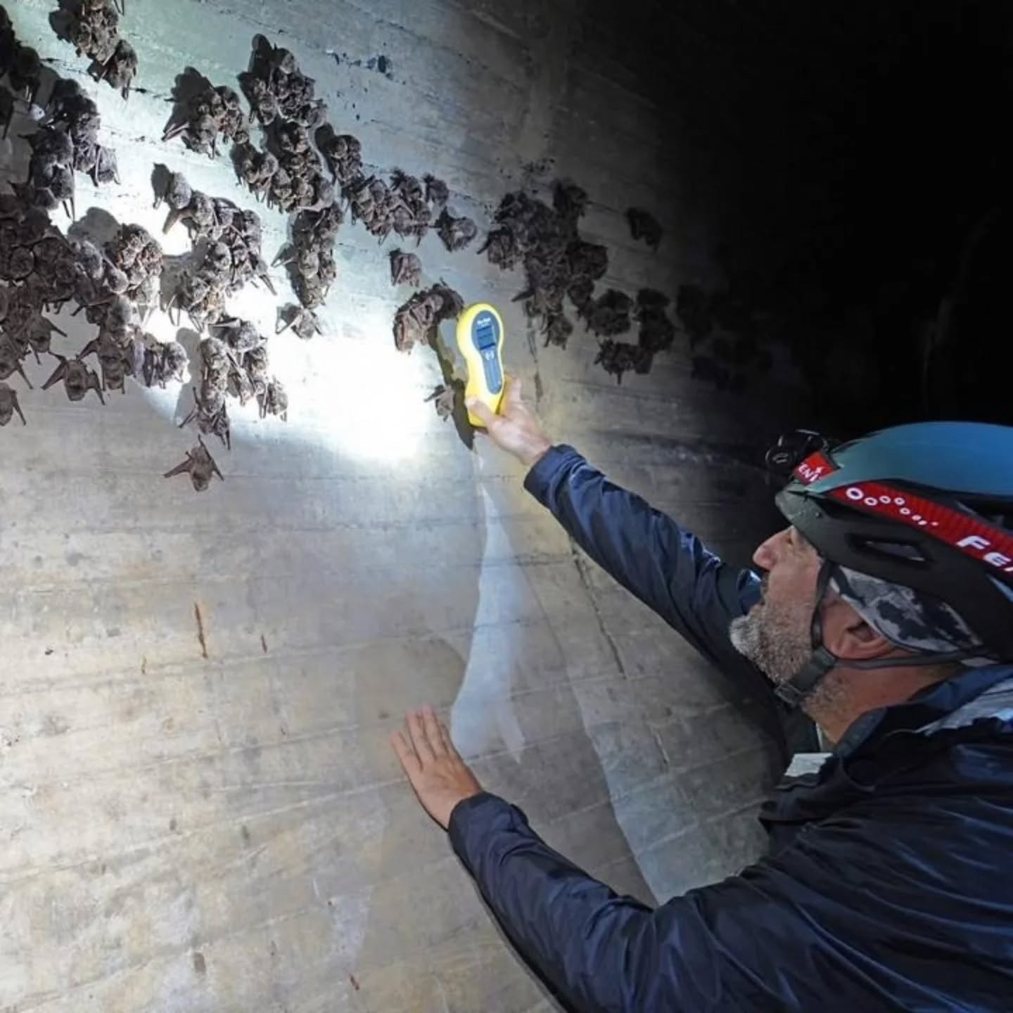 Scientists find bats migrating across Cyprus for the first time