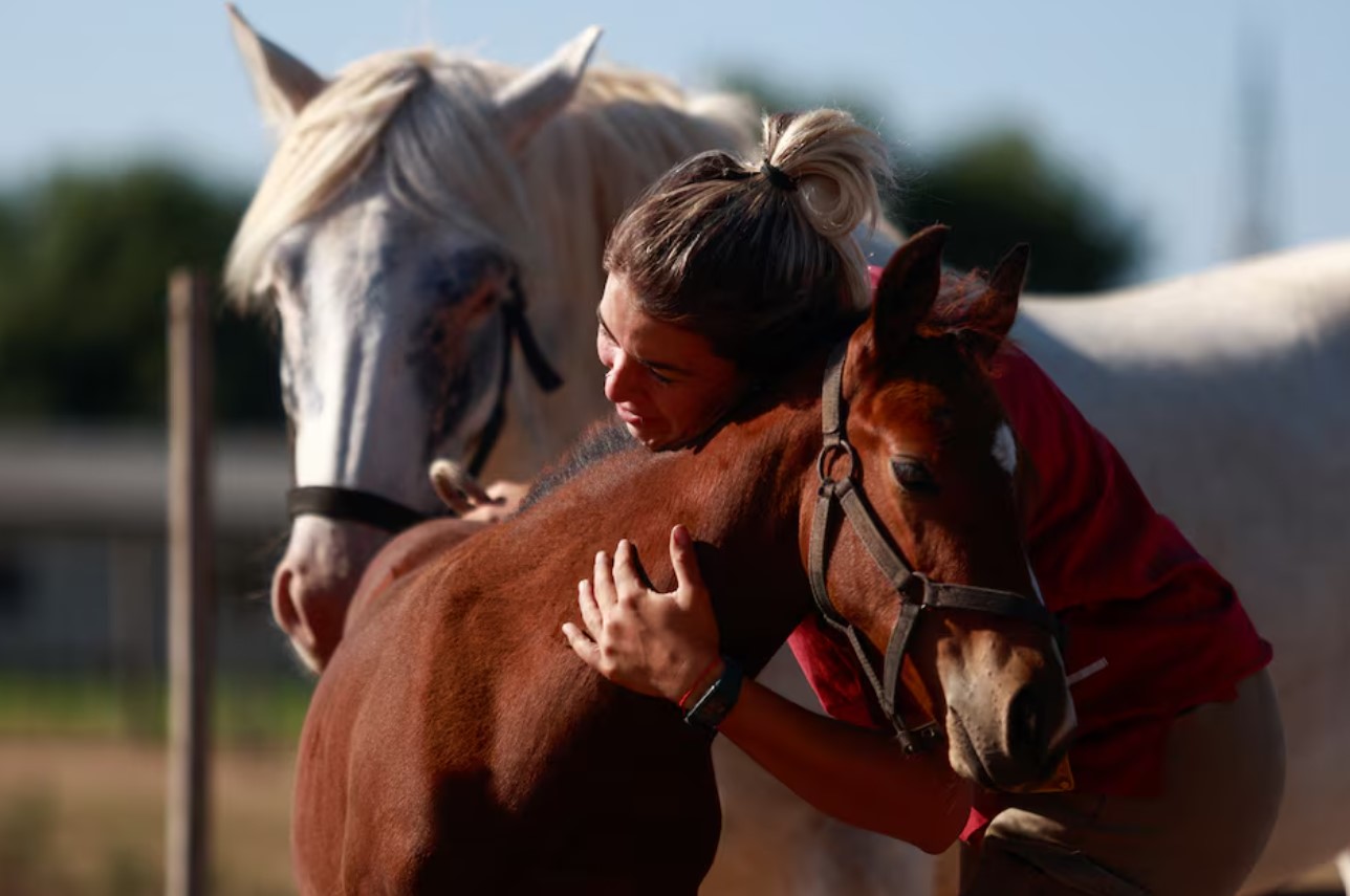 Argentina breeds gene-edited polo super ponies