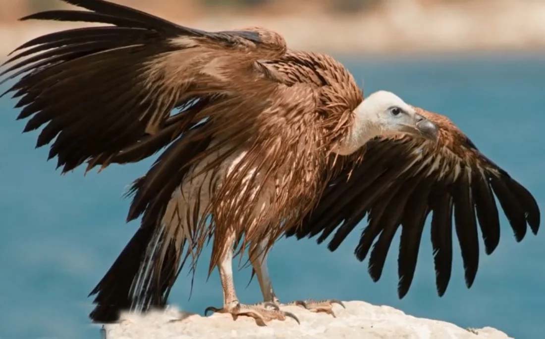 Deliberate poisonings in British bases spark alarm for vultures and dogs