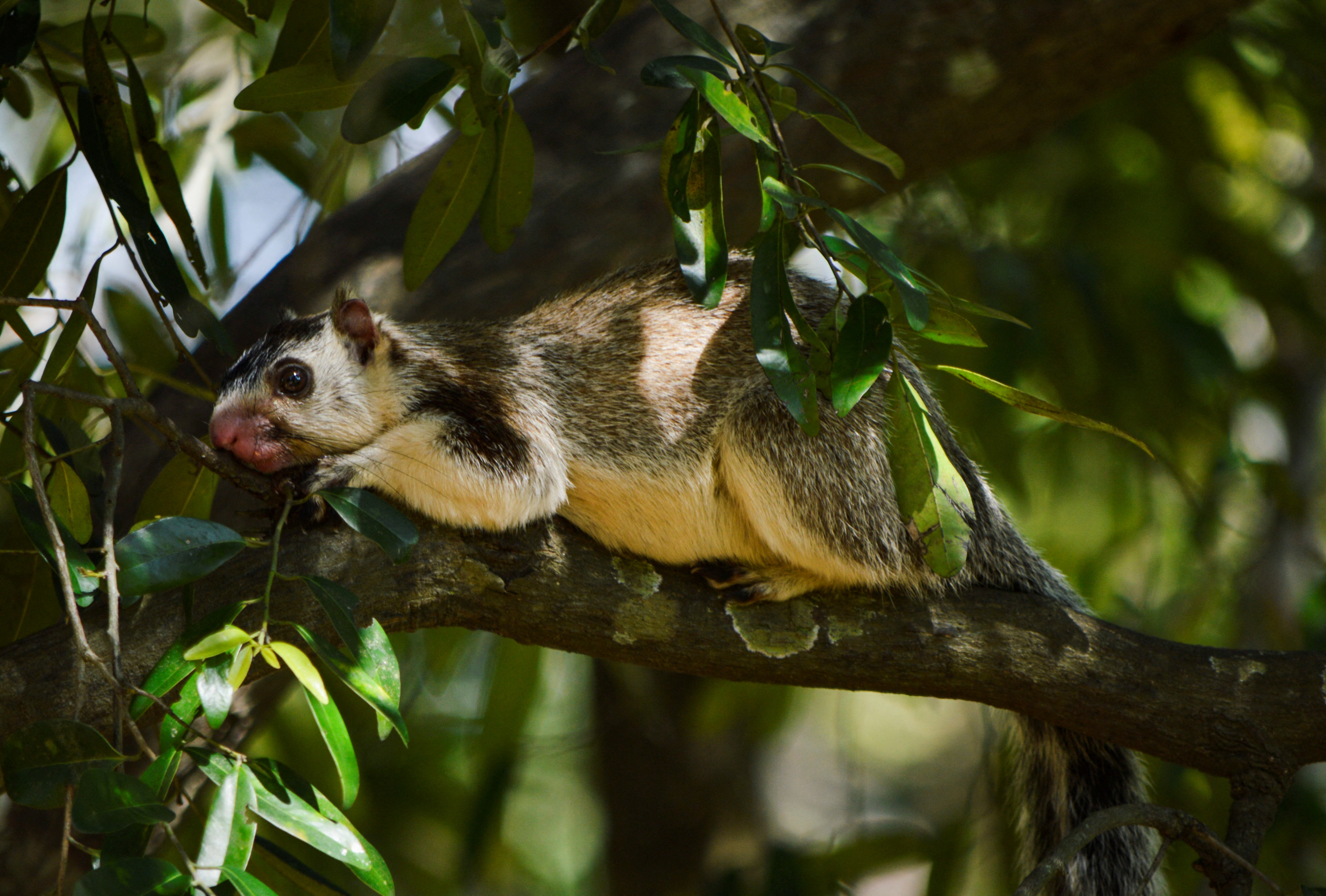 Sri Lanka counts monkeys, peacocks and squirrels to tackle crop damage