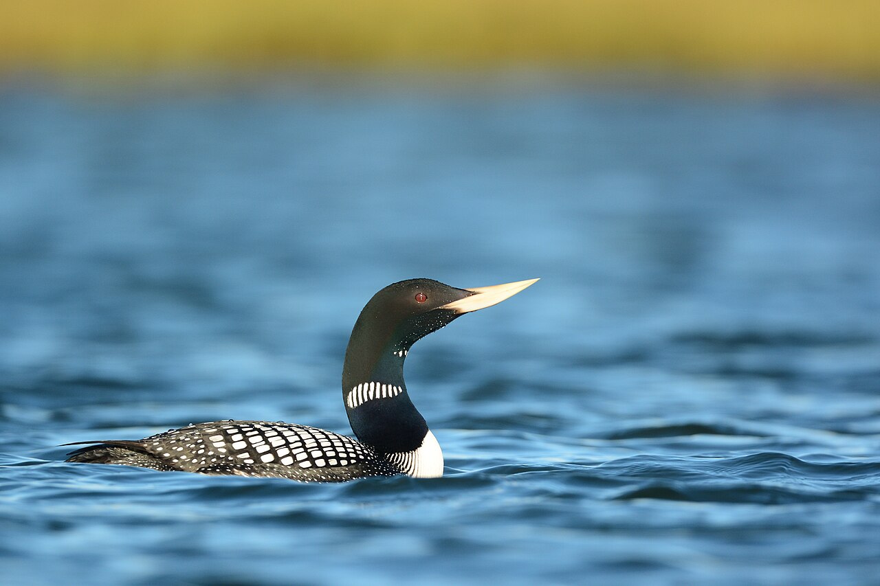 Many US bird species seen as reaching population ‘tipping point’