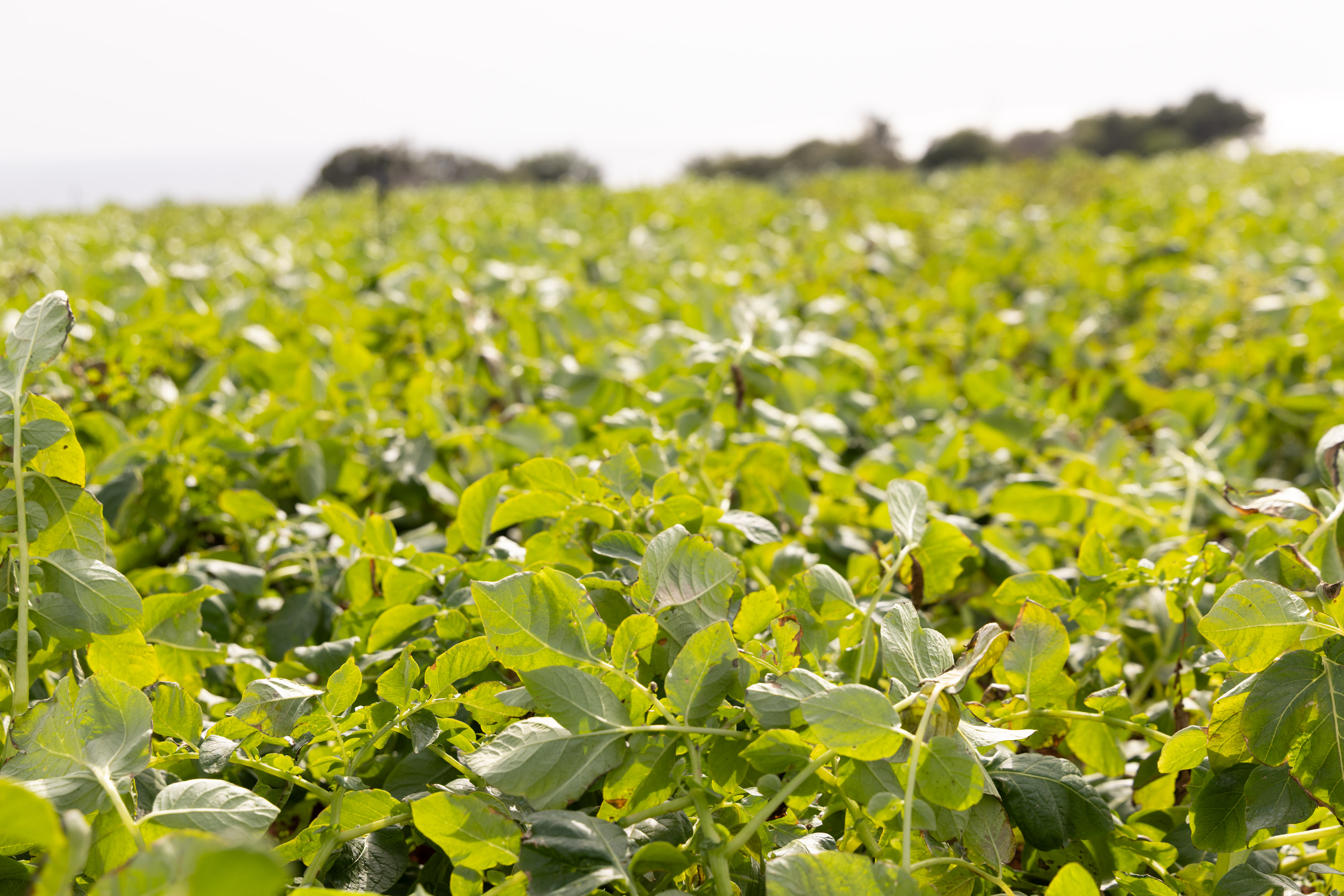 Cyprus farmers urged to adopt technology in €450m rural plan