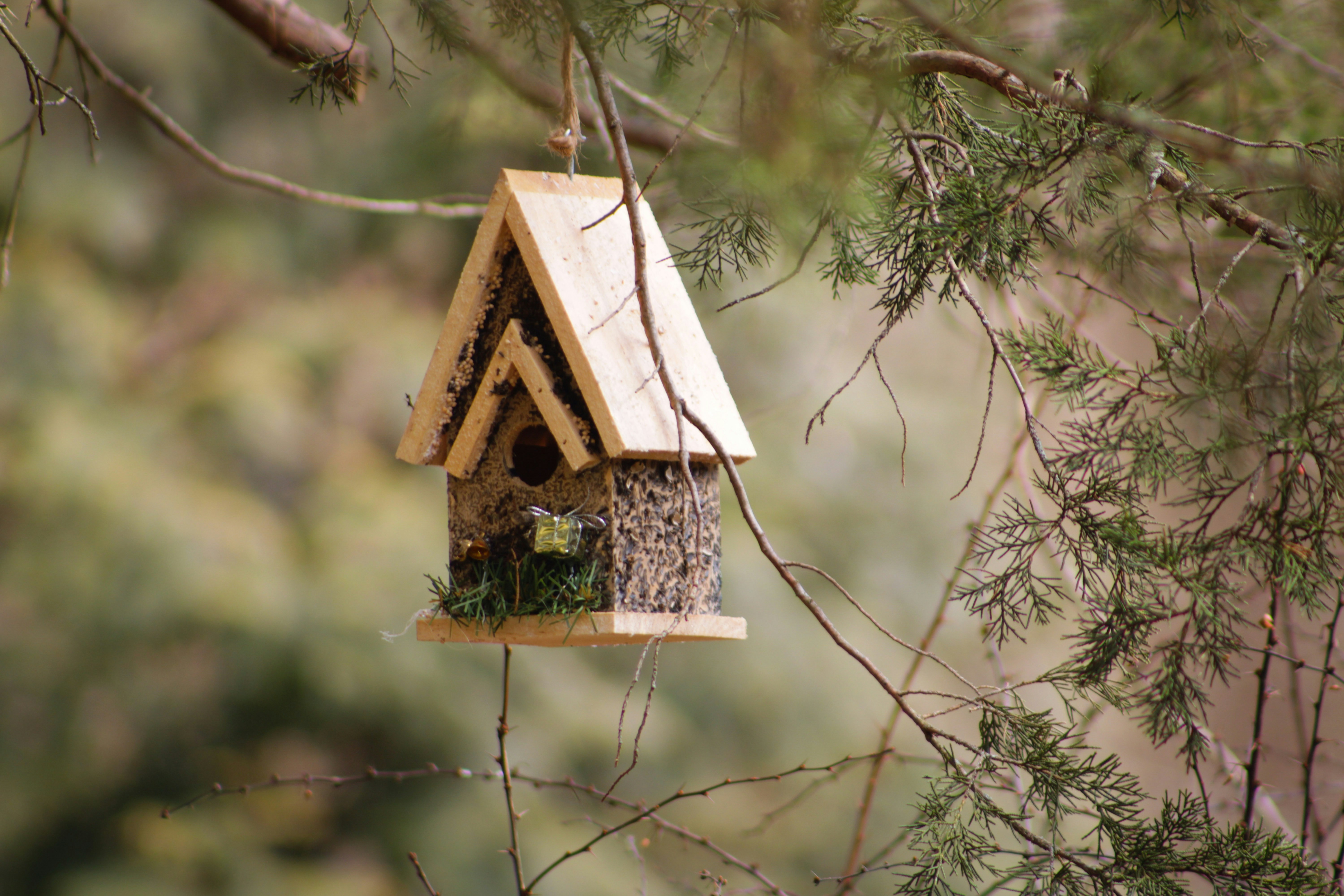 Build bird nests, learn about nature