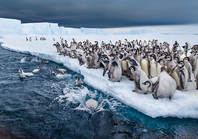 Secrets of the Penguins premiered on eve of Earth Day