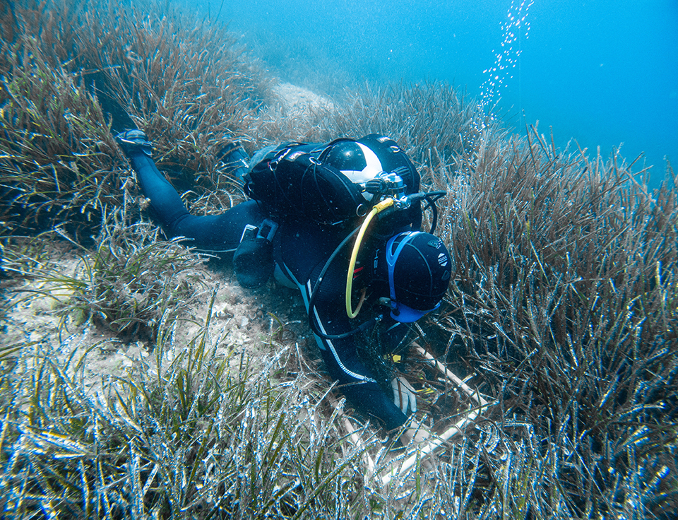 Croatia’s scientists seek to ward off threat to Posidonia seagrass