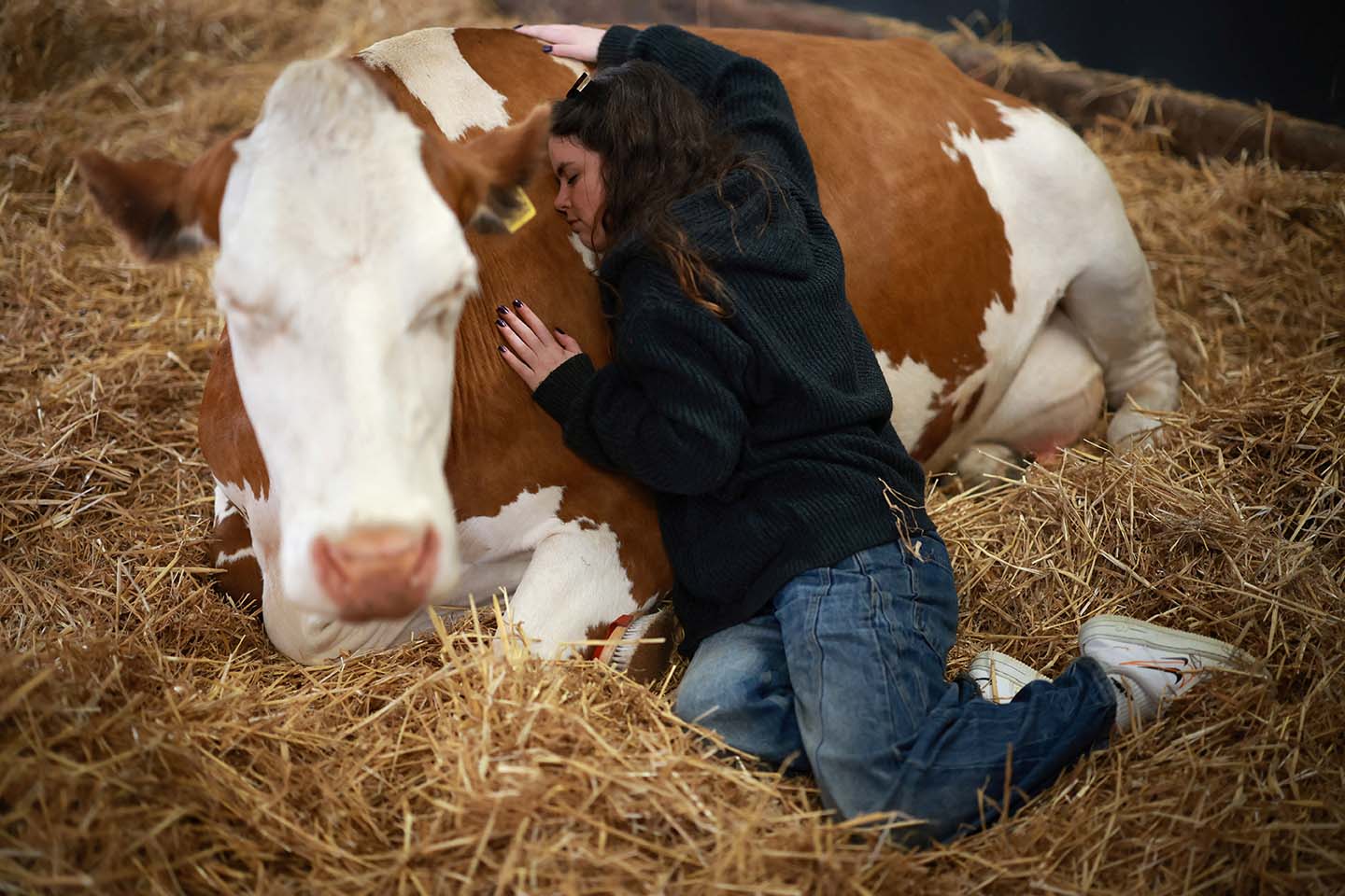 UK farm swaps milk for cow cuddles as floods and food prices take their toll