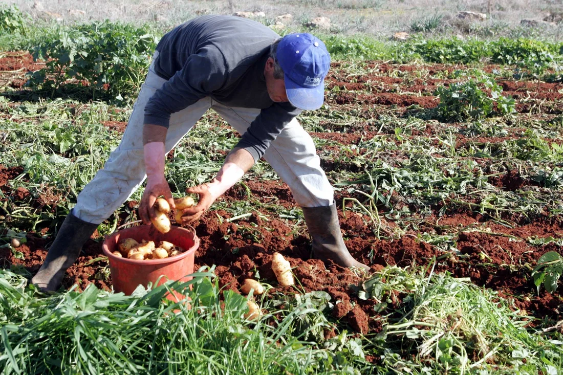 image Potato farmers call for overhaul of compensation rules as drought bites