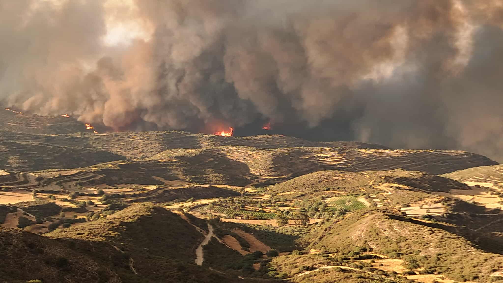 fire, Limassol, blaze, wildfire, firefighters, firefighter