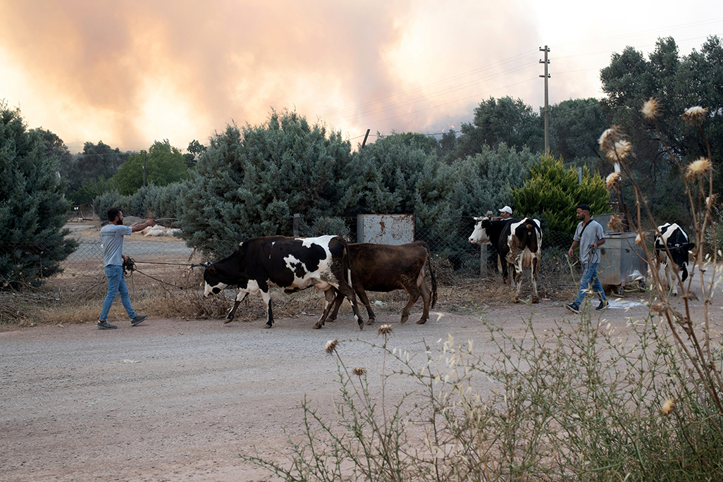 image Wildfire in Turkey’s Izmir province spreads to residential area, killing bedridden man