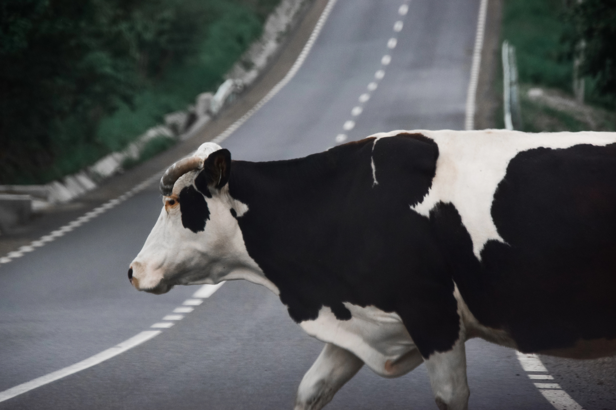 Cows on Limassol-Nicosia motorway spark traffic alert