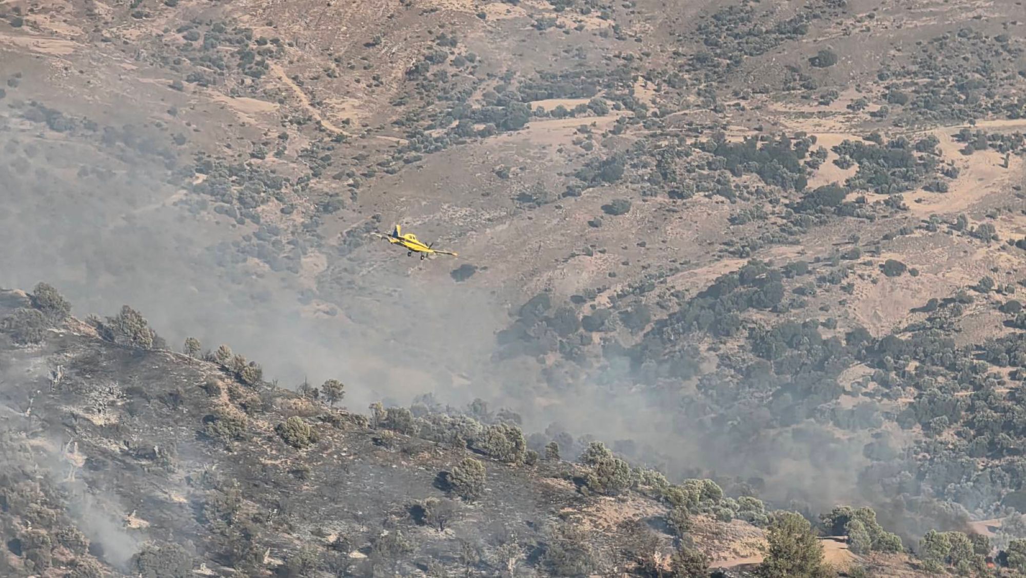 cover Paphos wildfire called a ‘crime’ as ancient olive grove destroyed