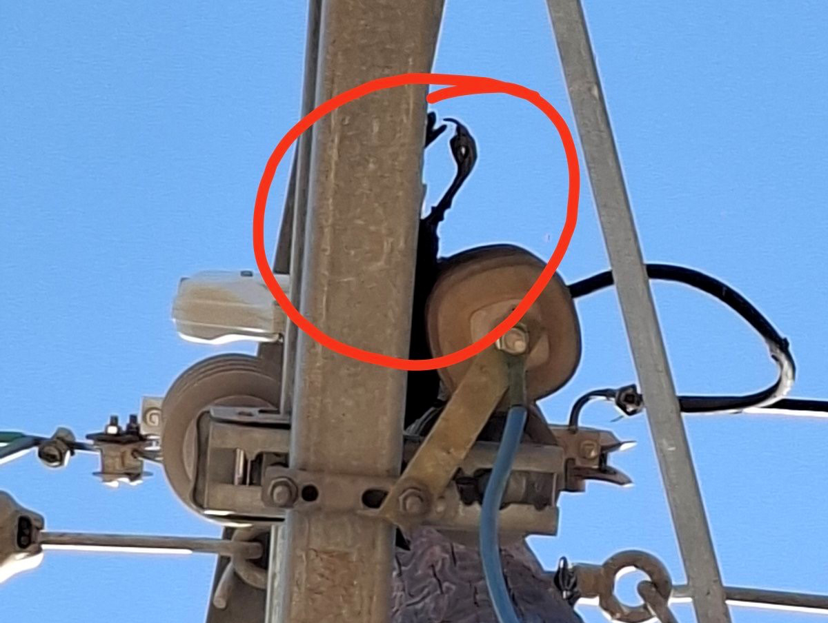 Forest fire caused by EAC transmitter under control
