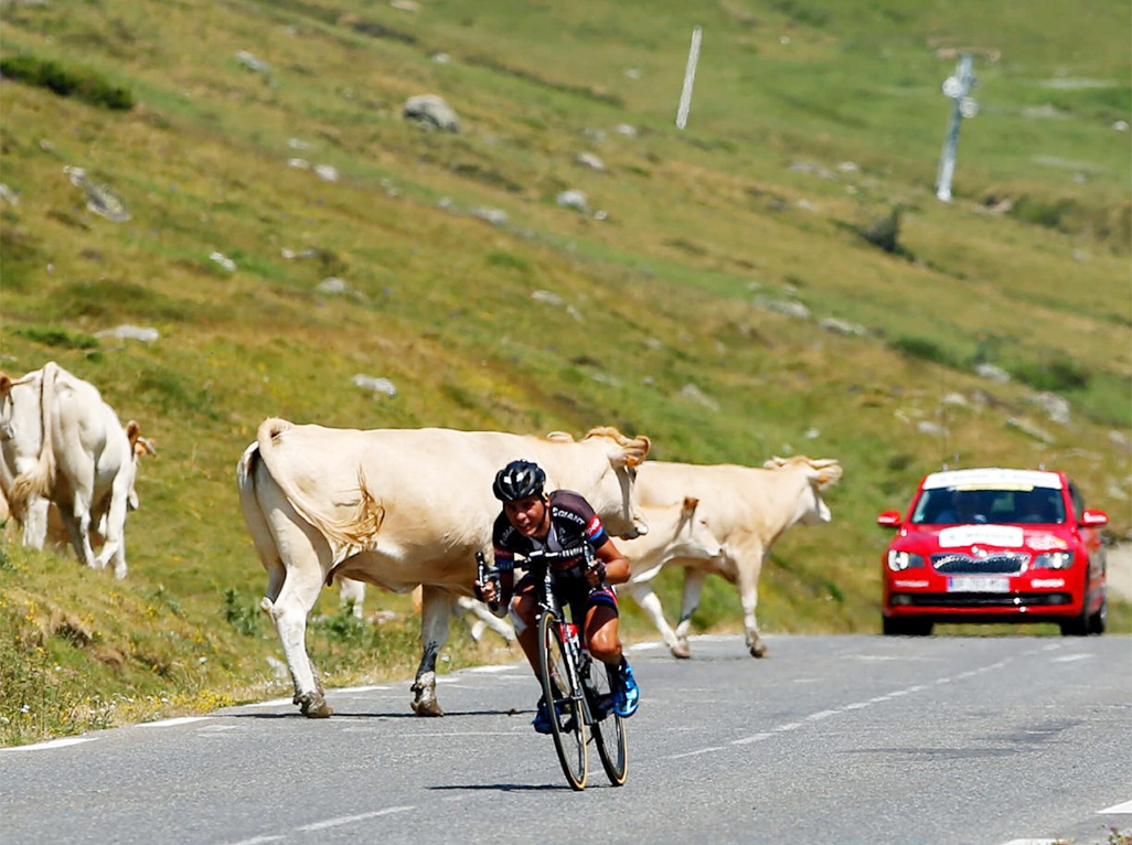image Tour de France route changed to avoid diseased cows