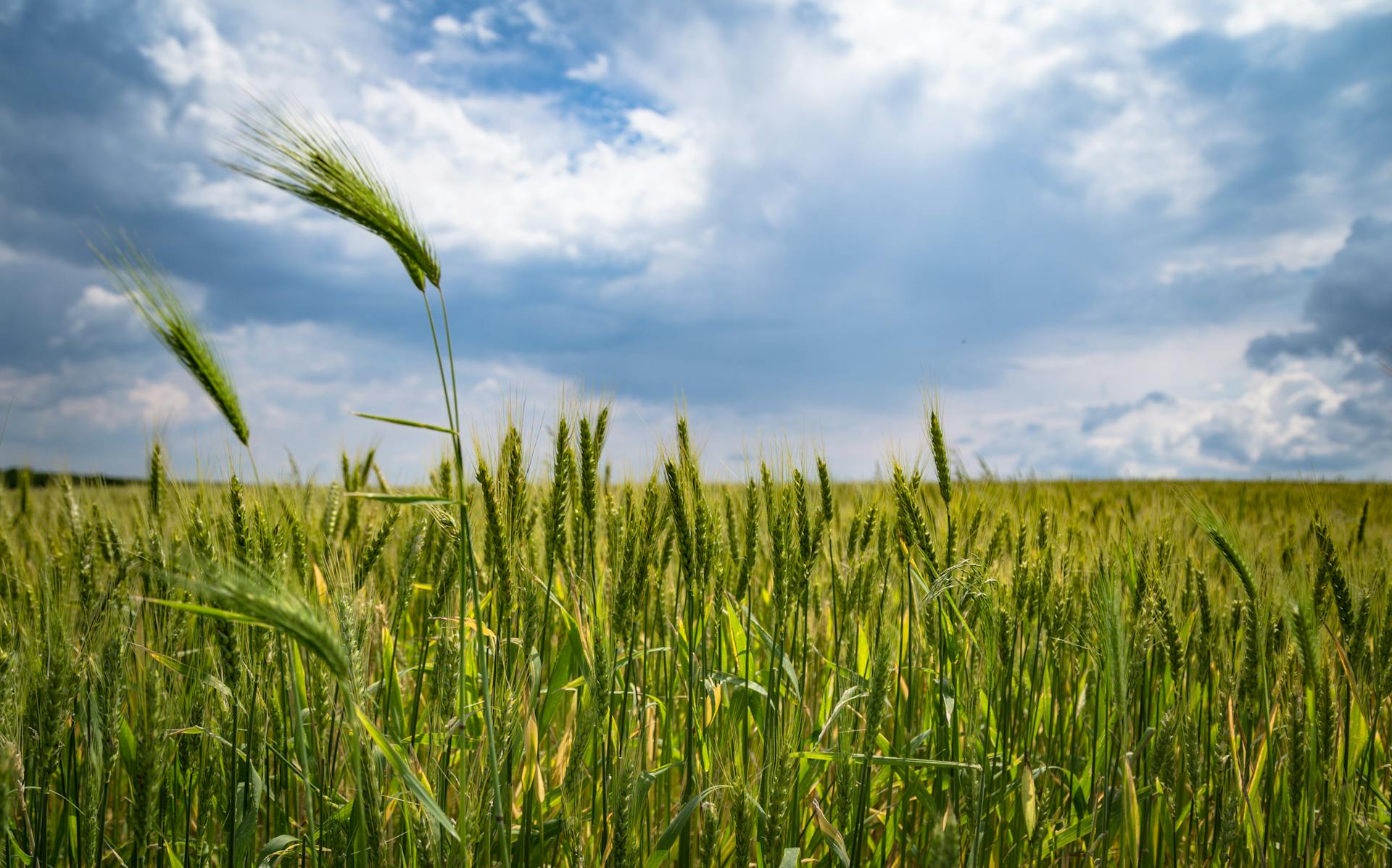 cover Turning local know-how into European solutions for smarter bio-based farming