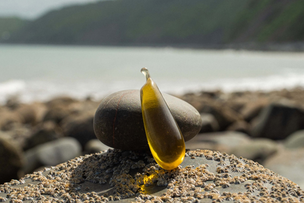 cover Olive oil in seaweed: a breakthrough in sustainable food