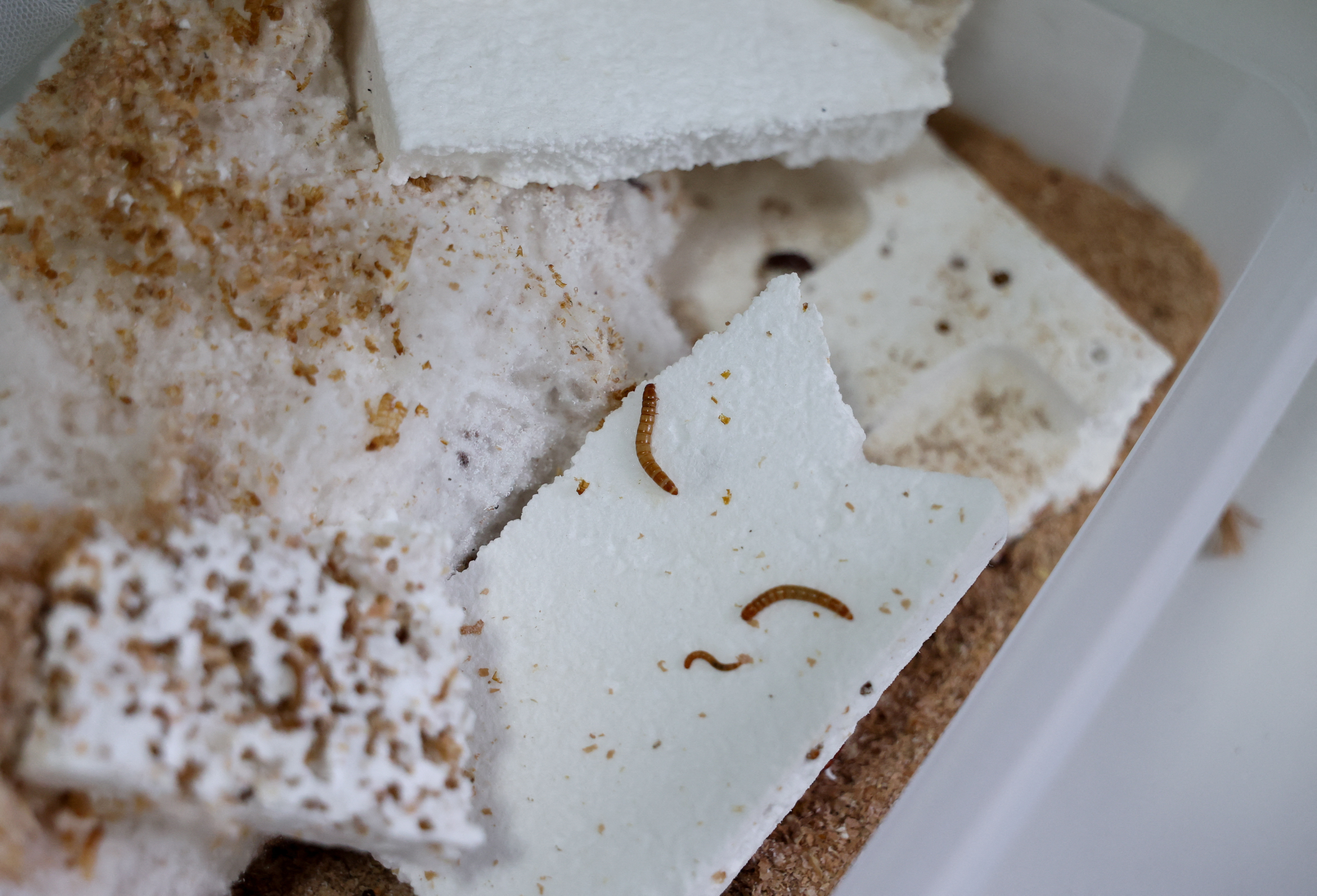 cover Dinner is served: Mealworms belly up to the plastic buffet