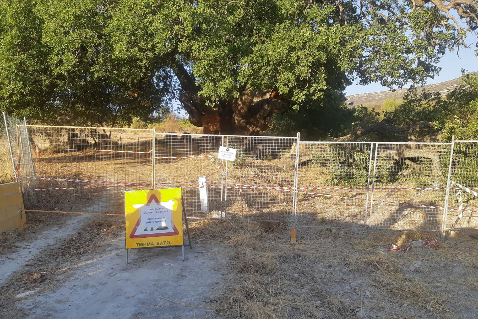 cover ‘Stay away from Lania oak tree’ warns forestry department
