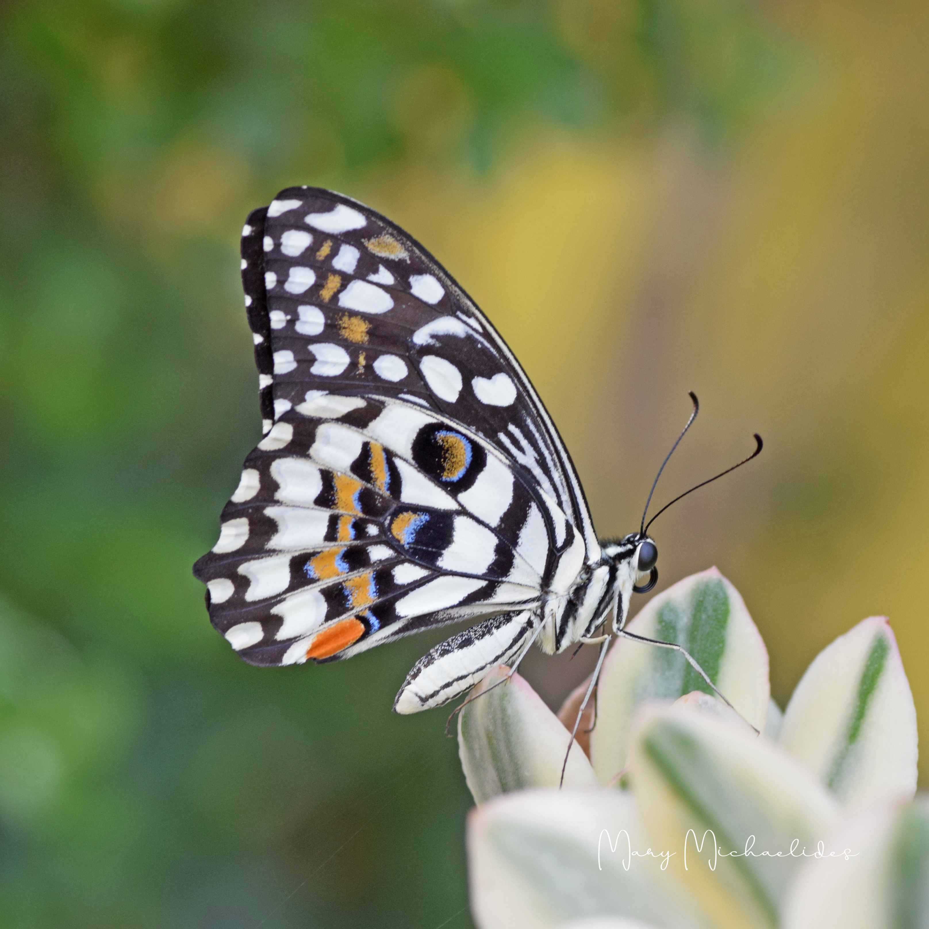 garden, insect, wildlife, butterfly, flower, flowers