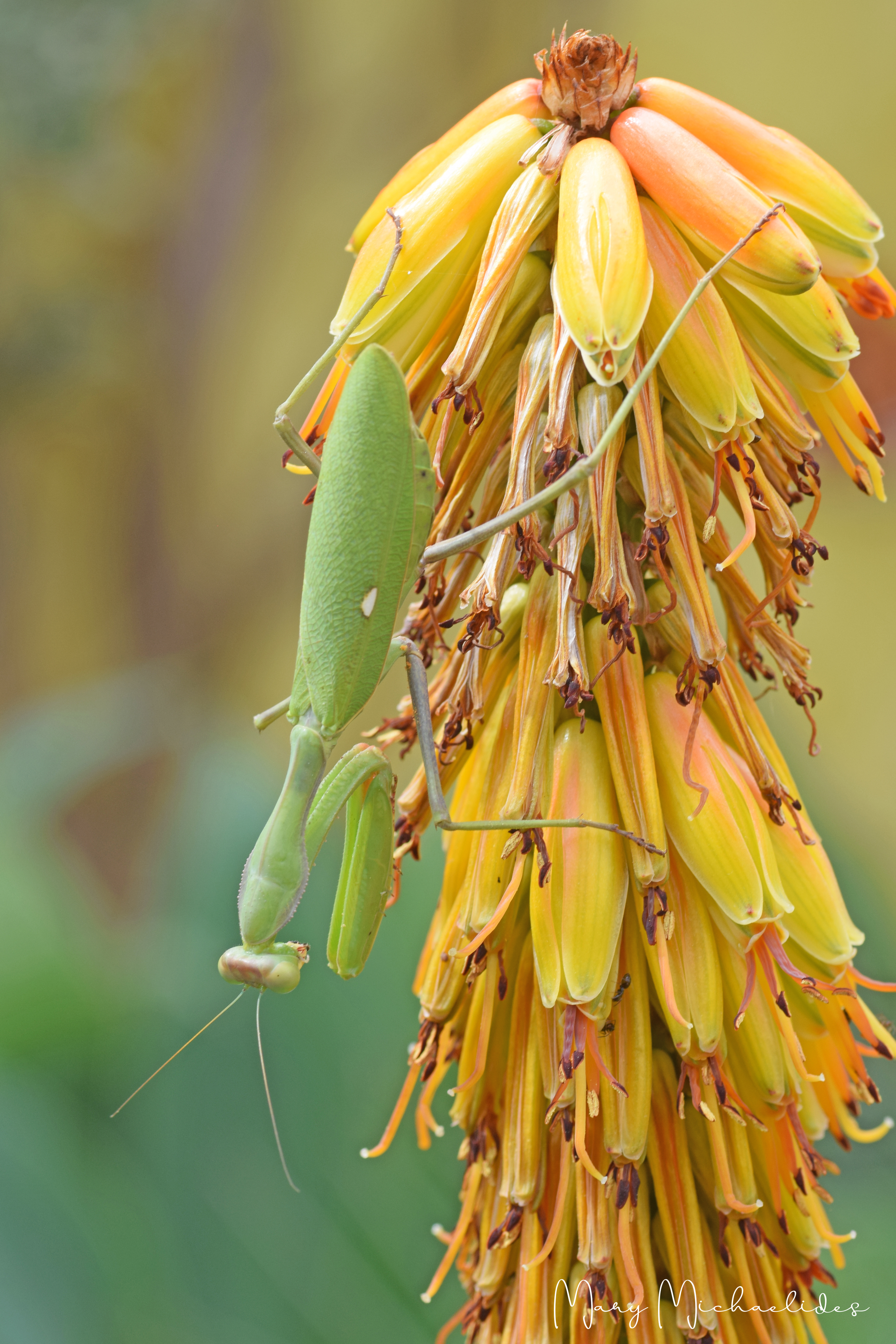 garden, insect, wildlife, praying mantis, flower, flowers