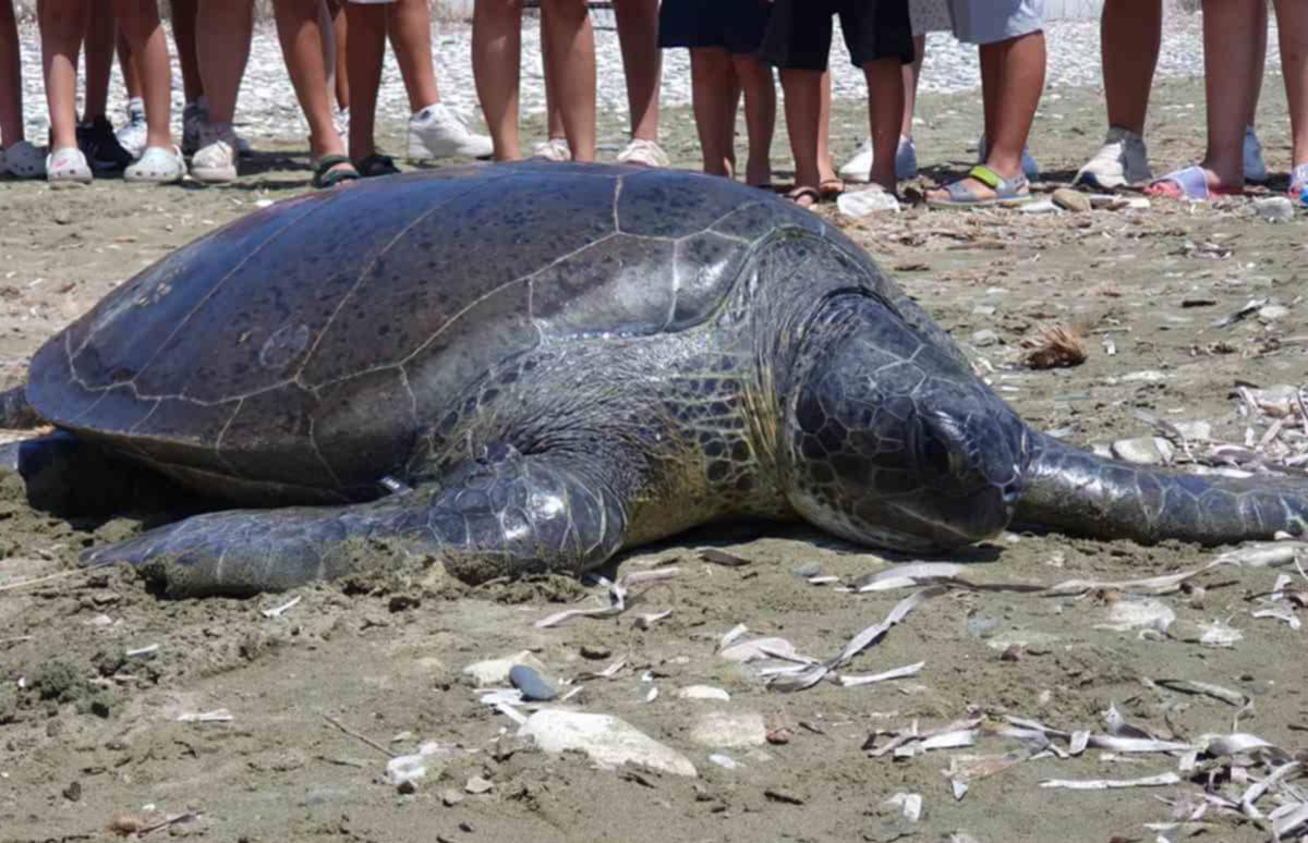 cover Rehabilitated turtle Pieros released back into the sea