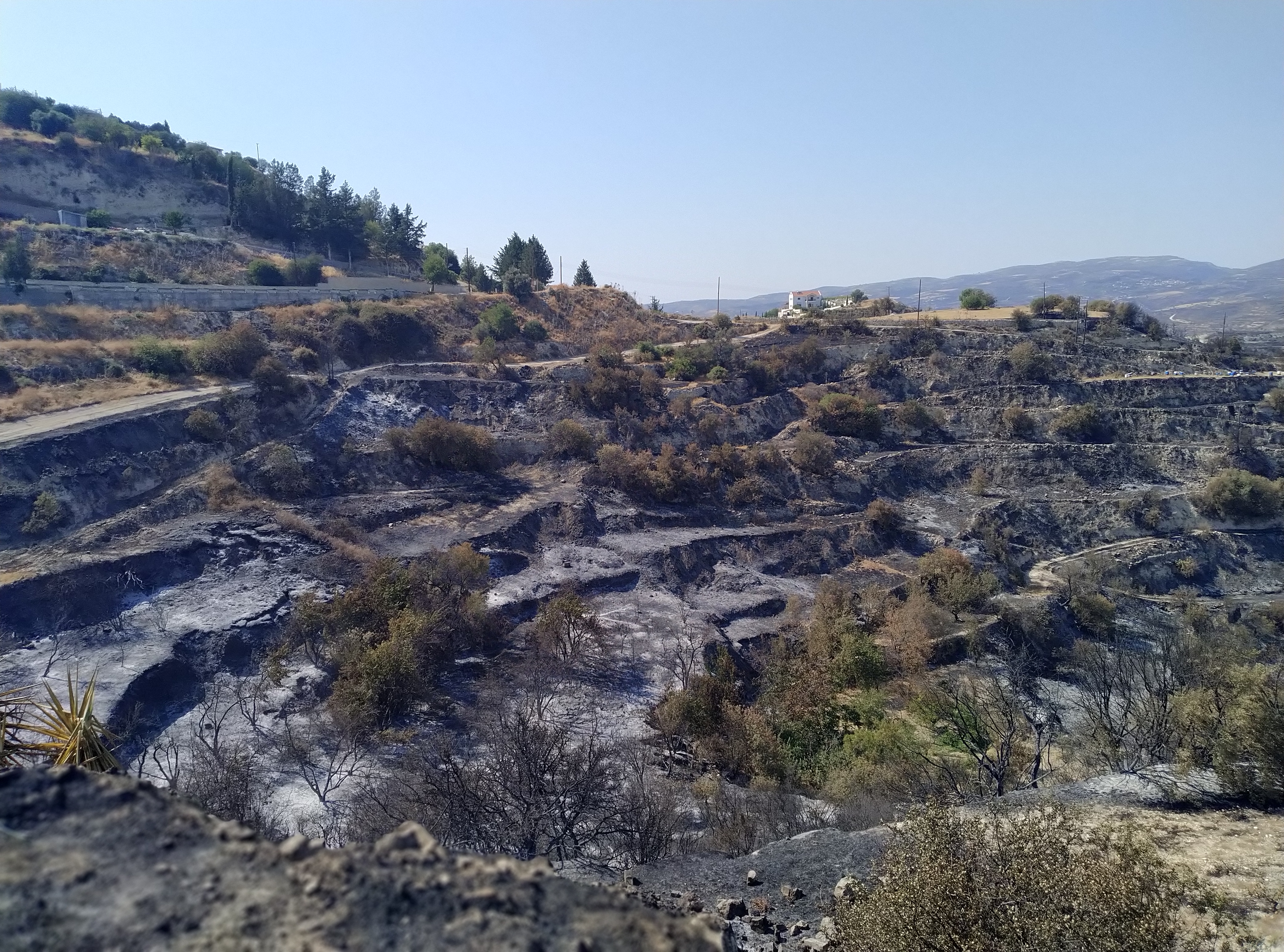 Limassol, winery, viticulture, Pachna
