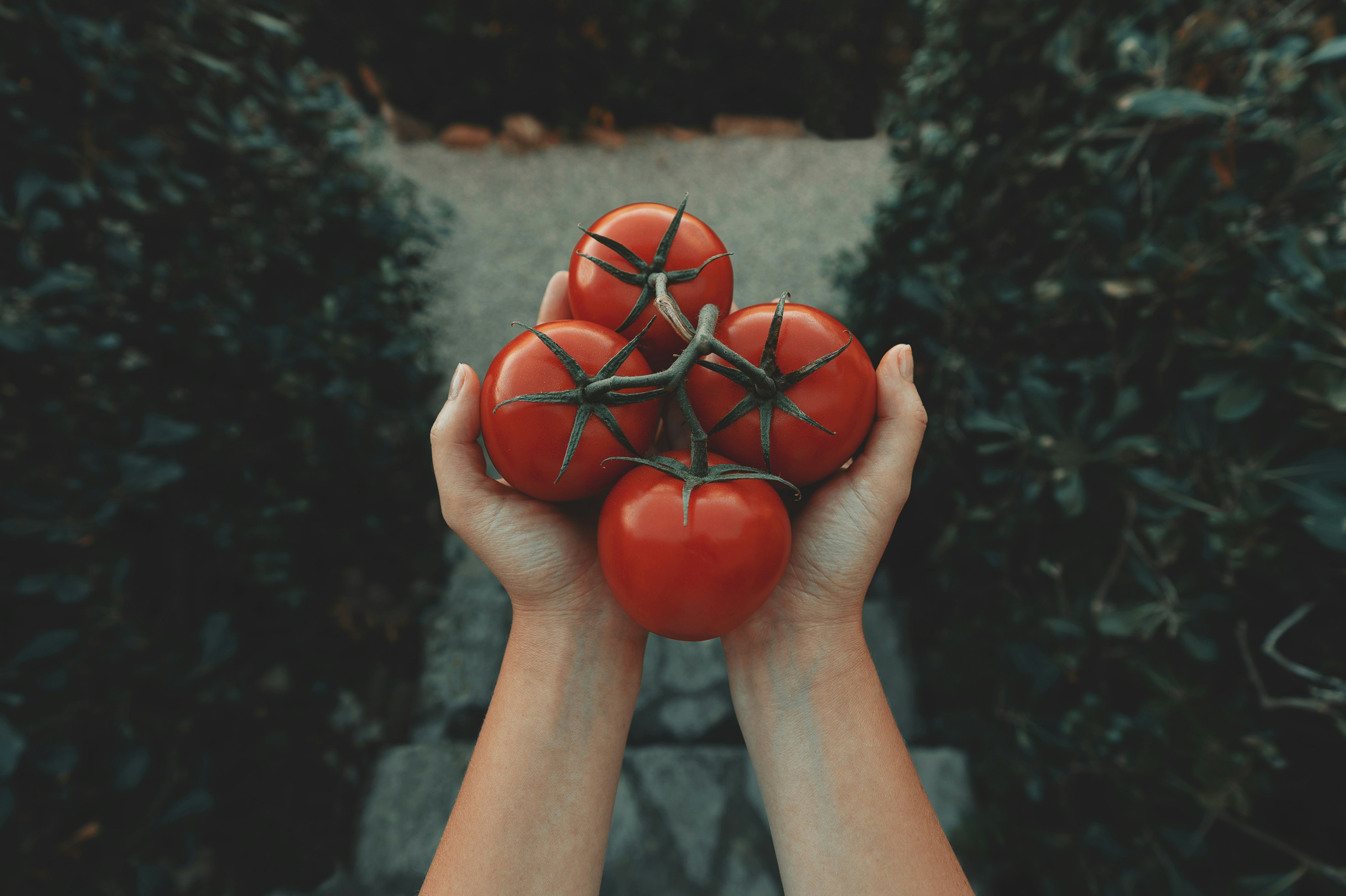 Tomato dance approaching soon