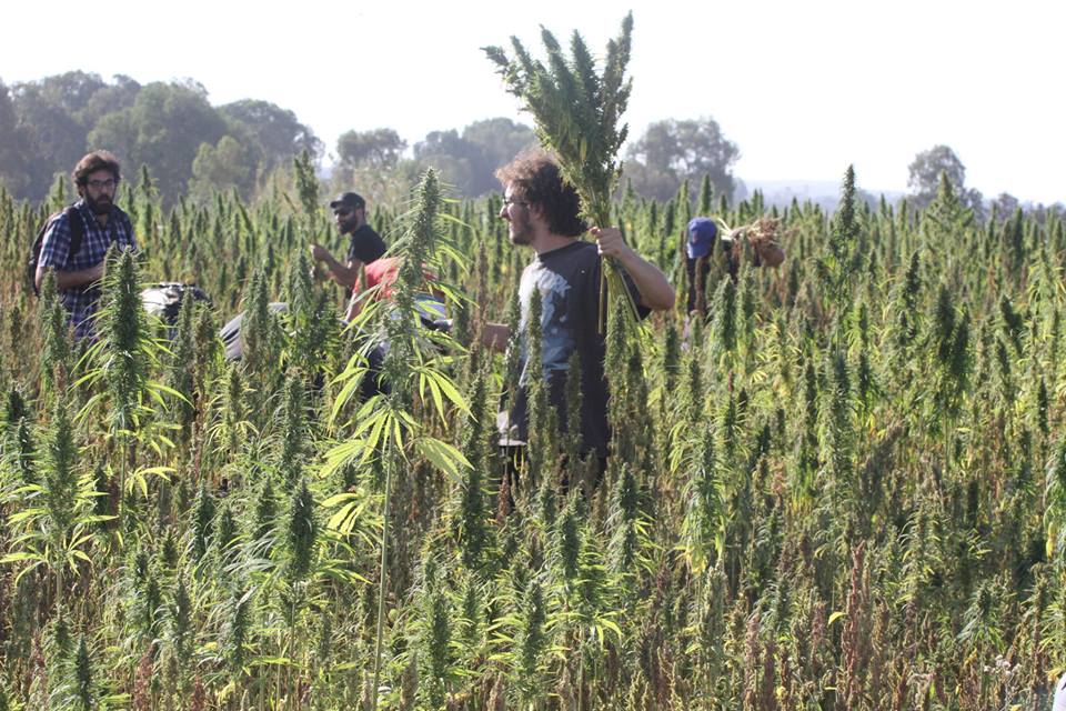 Hemp provides an ecologically conscious and sustainable society