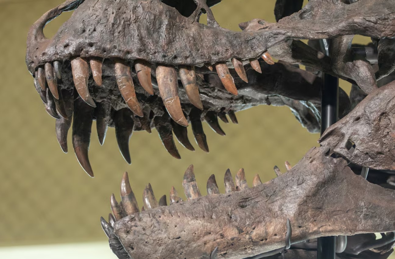 cover Biomechanics study shows how T. rex and other dinosaurs fed on prey