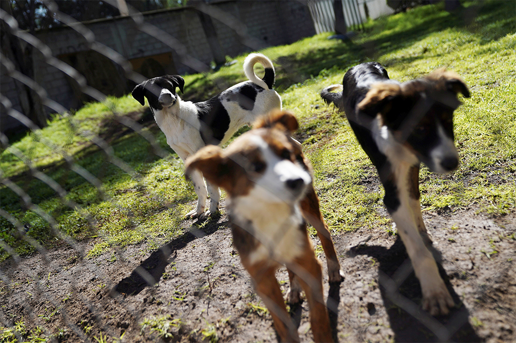 India’s top court orders Delhi authorities to move stray dogs to shelters
