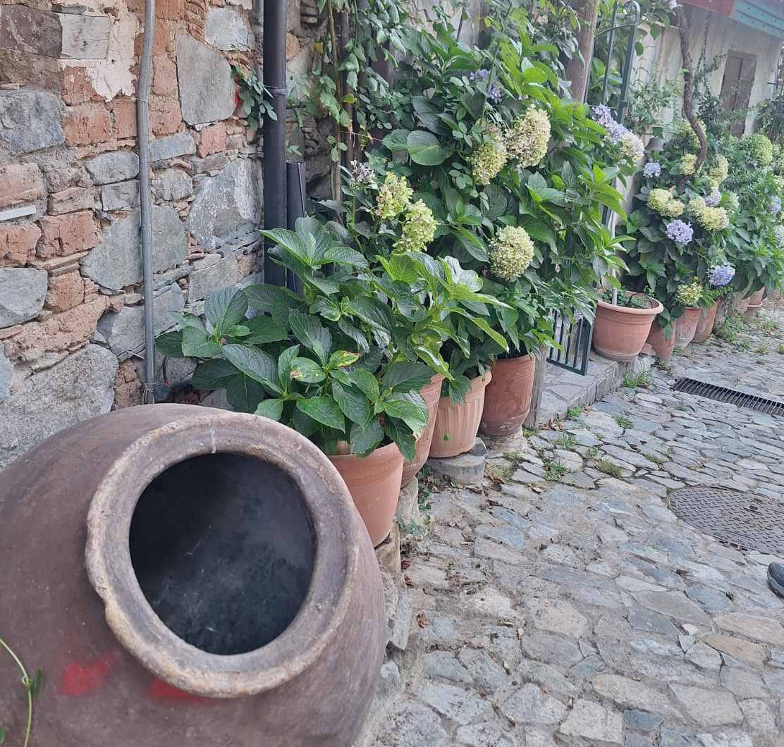 cover Alona bursts into bloom with garden competition