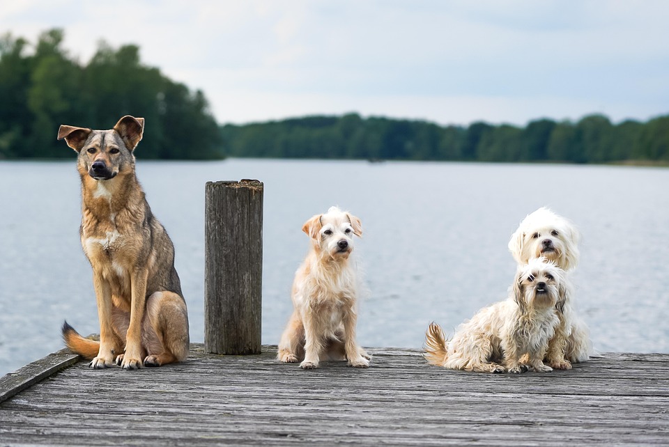 cover Legality of two-dog rule in Limassol questioned