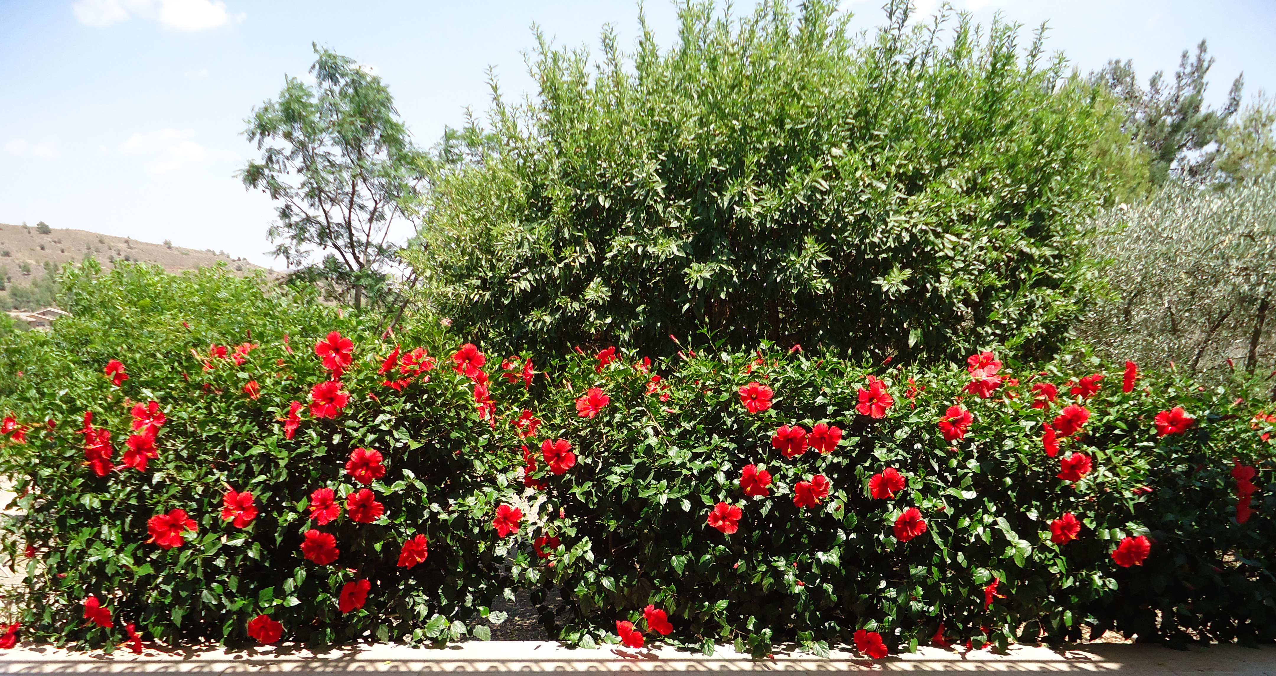 Despite the heat there are still some flowers in the garden