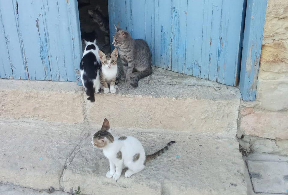 cover ‘My house has been turned into a cat sanctuary’