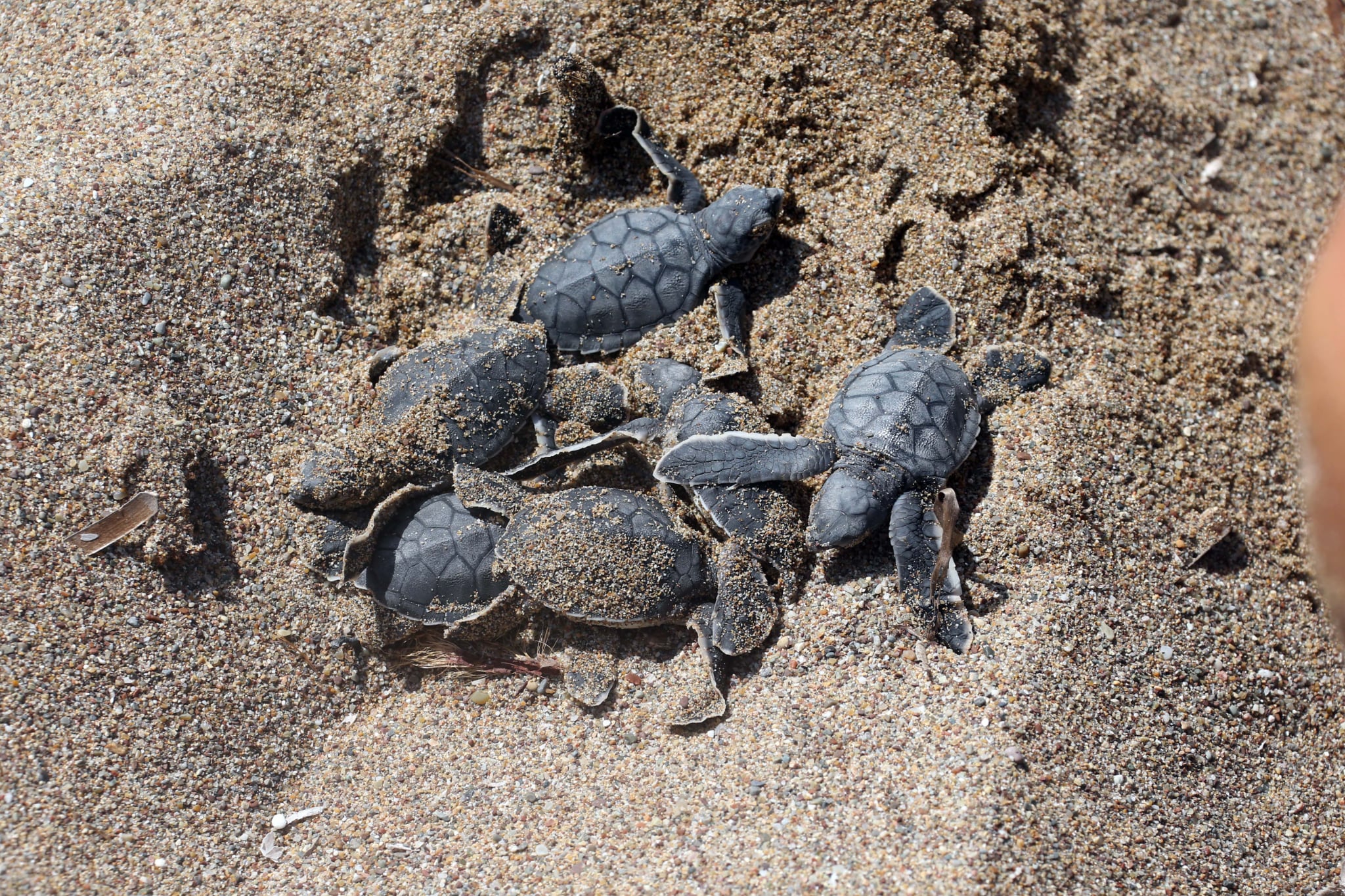 cover Akamas mayor rejects claims festival stage harmed turtle nests