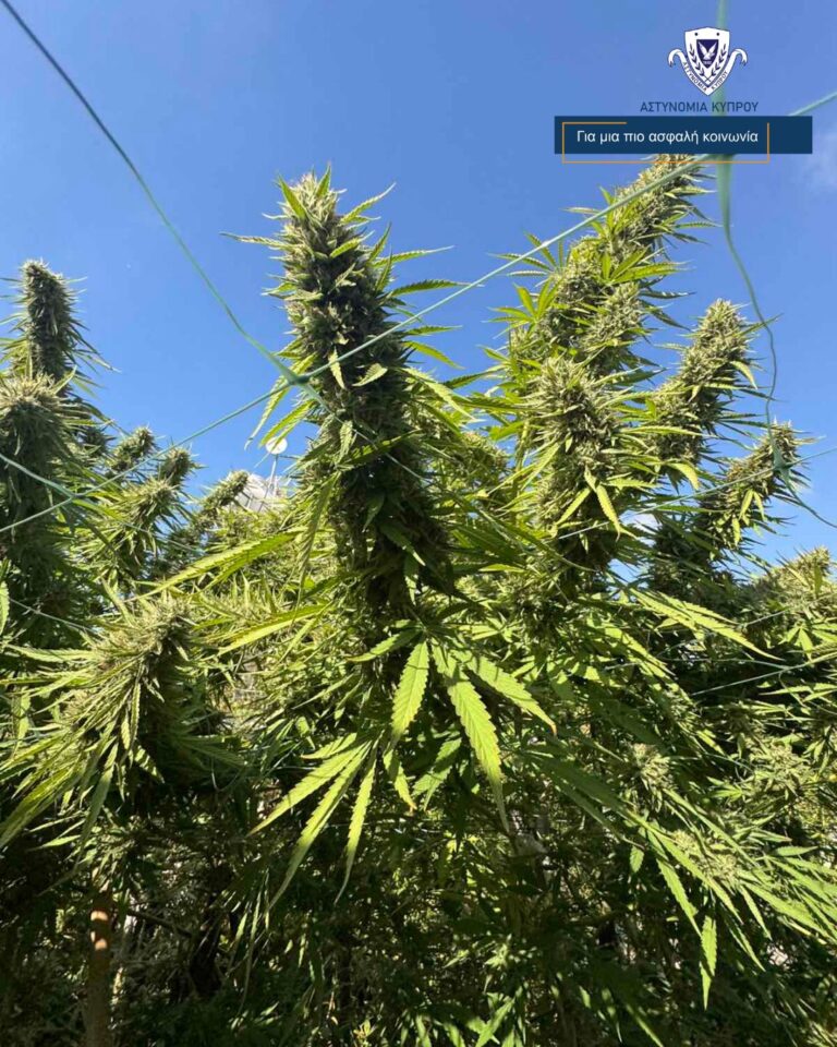 cover Elderly arrested in Larnaca for cannabis cultivation