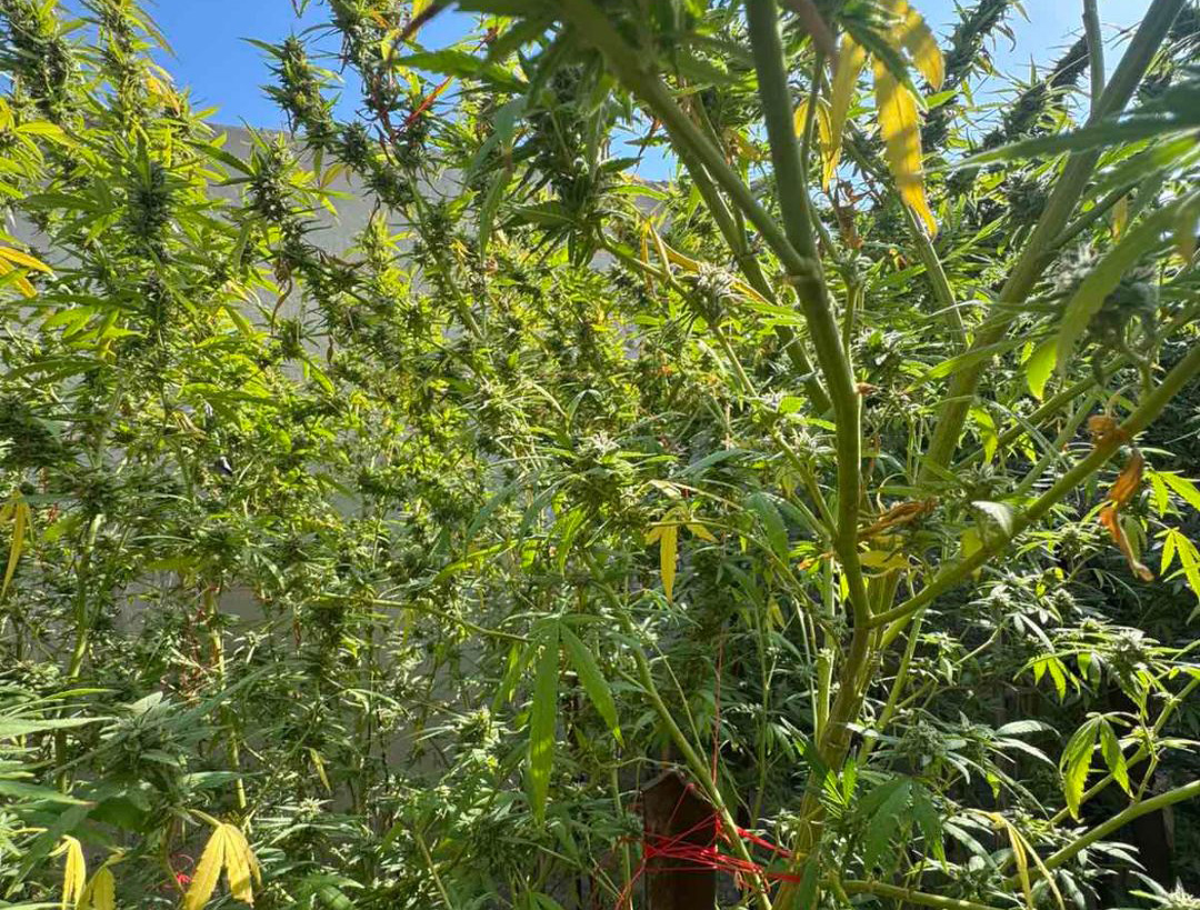 cover Pensioner remanded after cannabis plants found