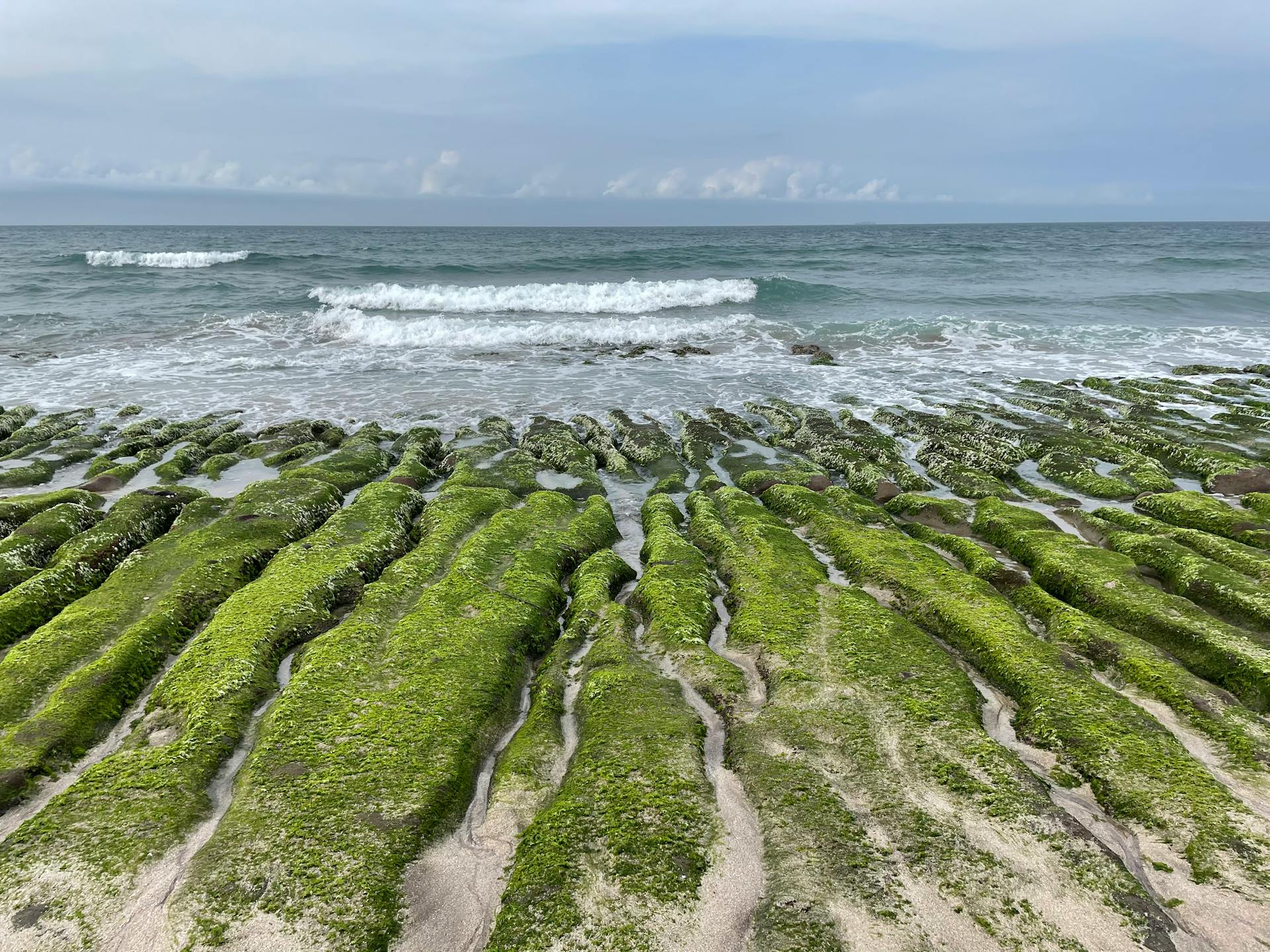 cover Magic of microalgae: sustainable ingredients for food, feed and fragrance