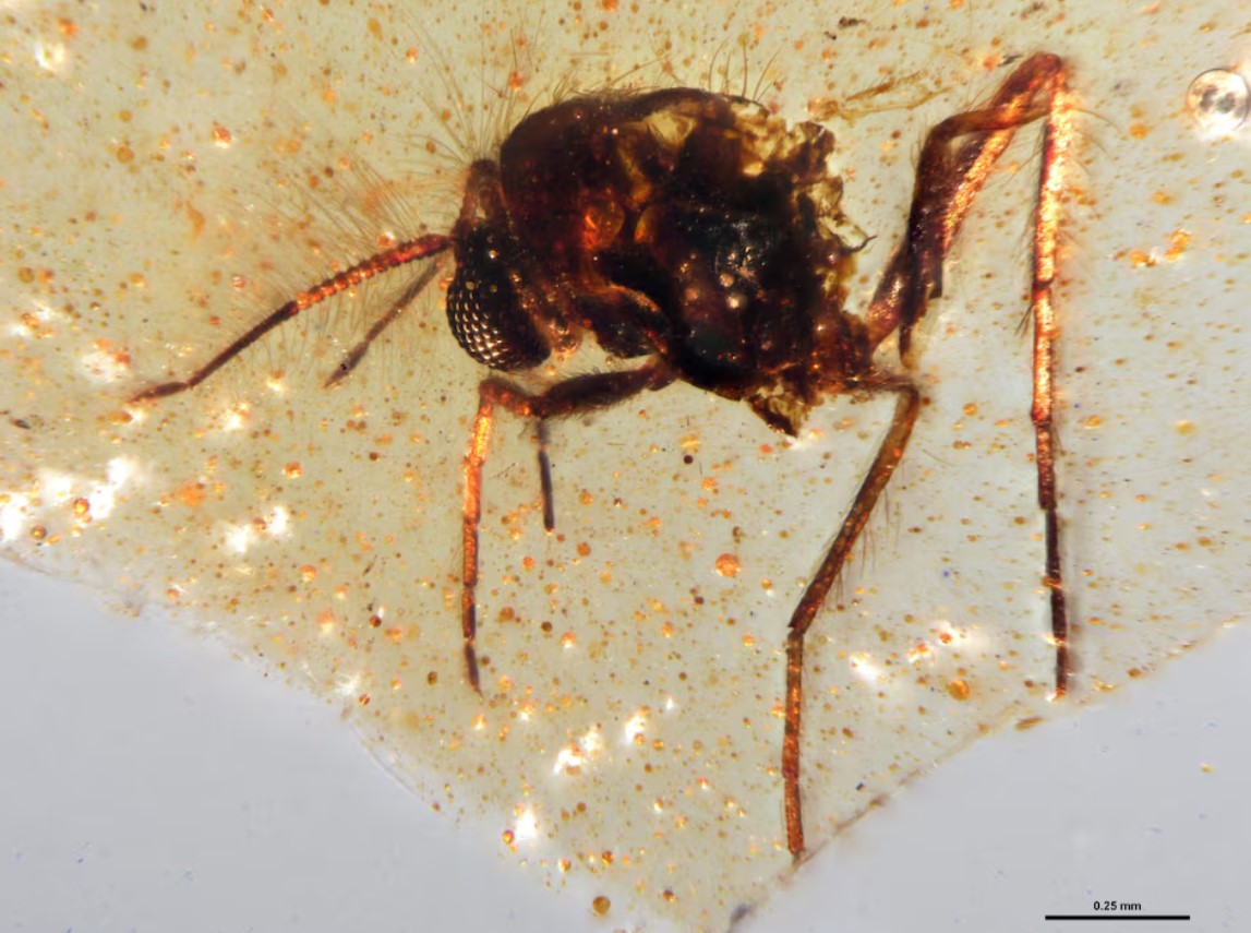 image Amber from Ecuador reveals insects from the age of dinosaurs