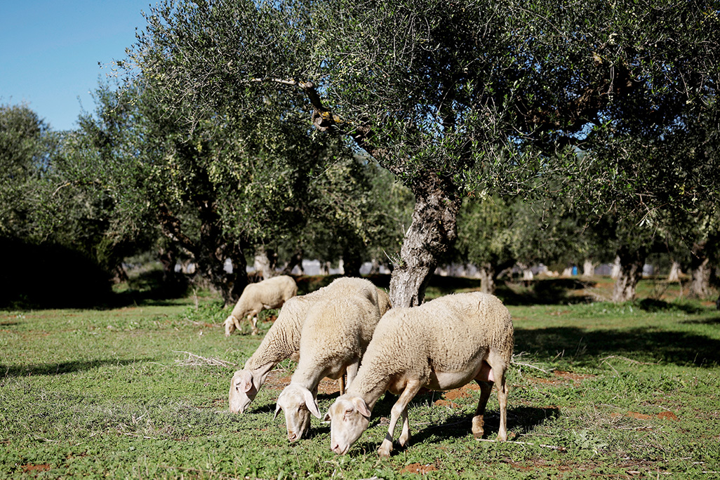 image Greece could ban movement of sheep, goats if smallpox outbreak spreads
