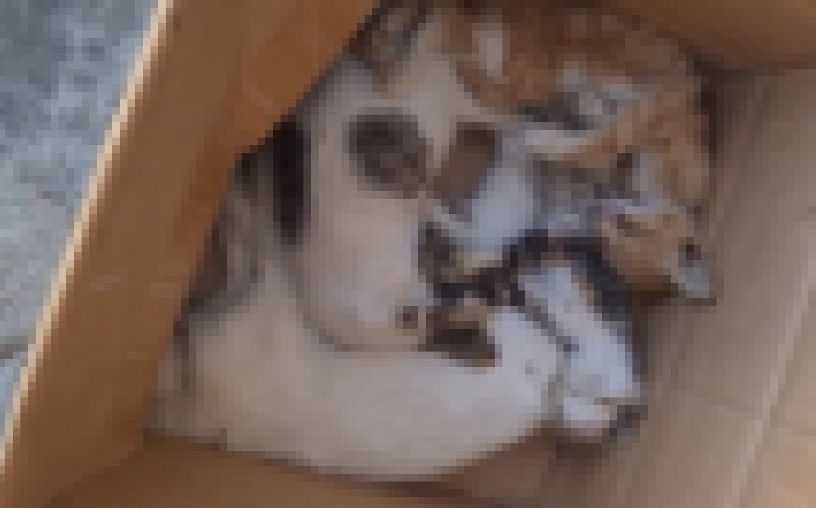cover 30 cats found poisoned at Limassol cemetery