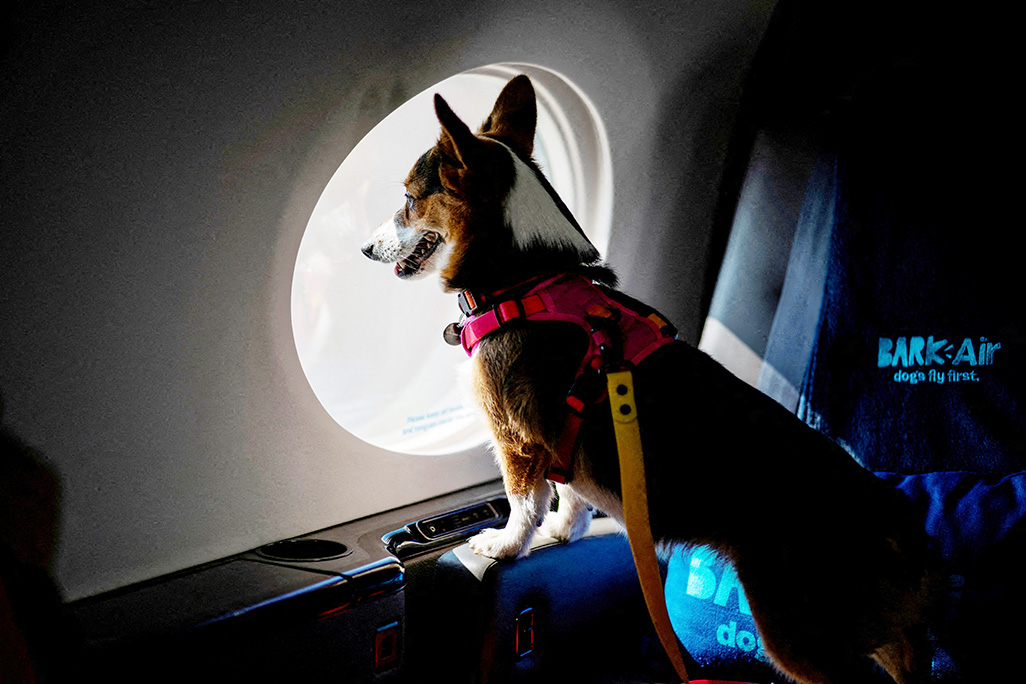 cover Bark Air: Call for global standards to protect pets on planes
