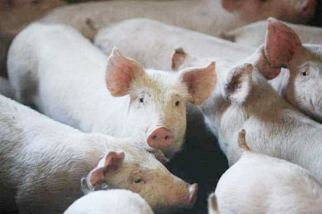 Pig heads discovered outside several Paris mosques