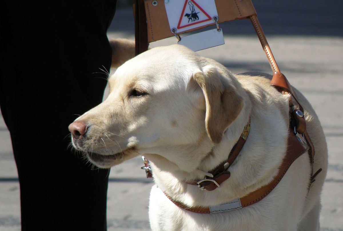 cover Service dogs need to be covered by law, say MPs