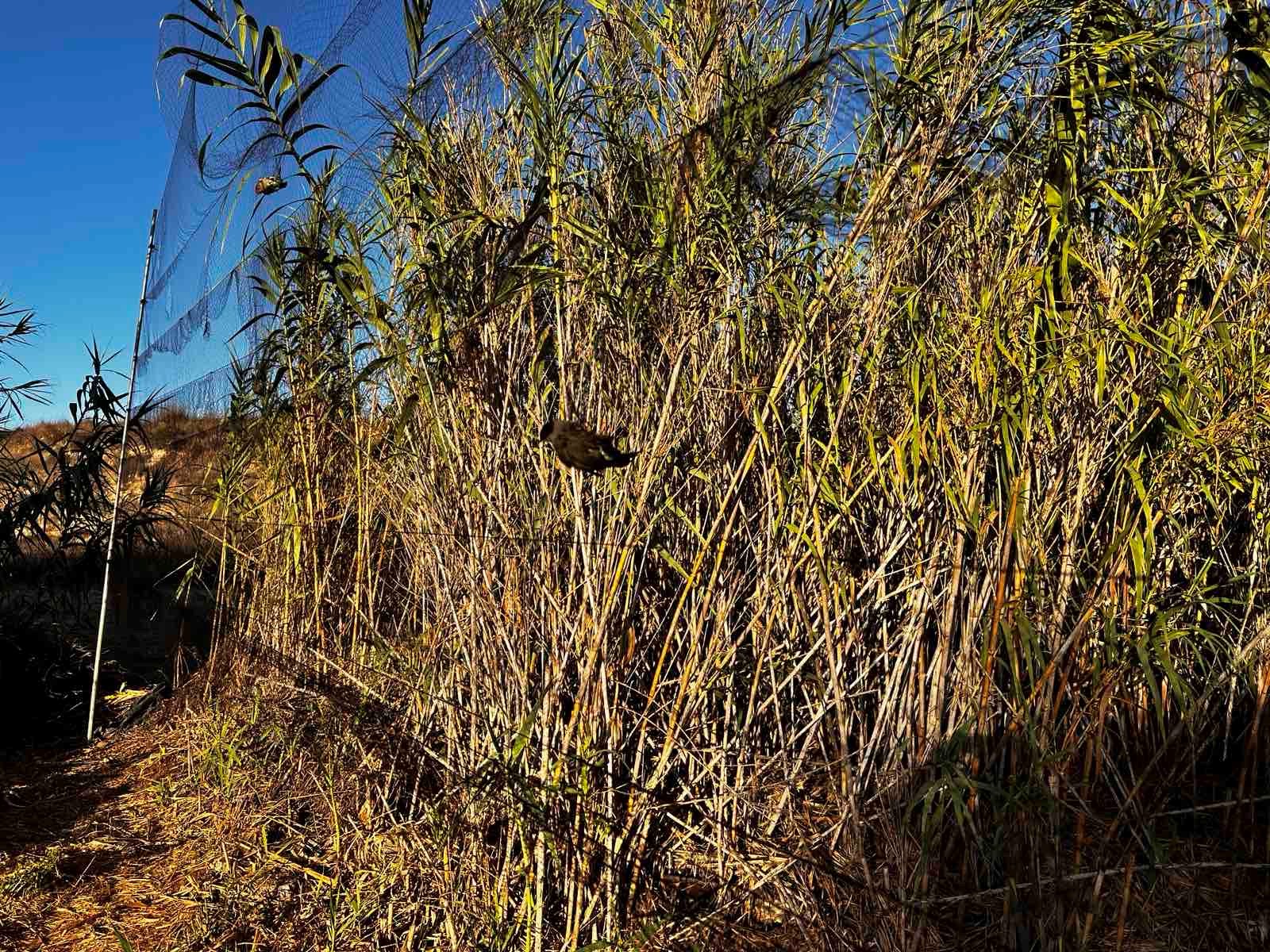 image Bases’ police say bird trapping remains low as season nears its end