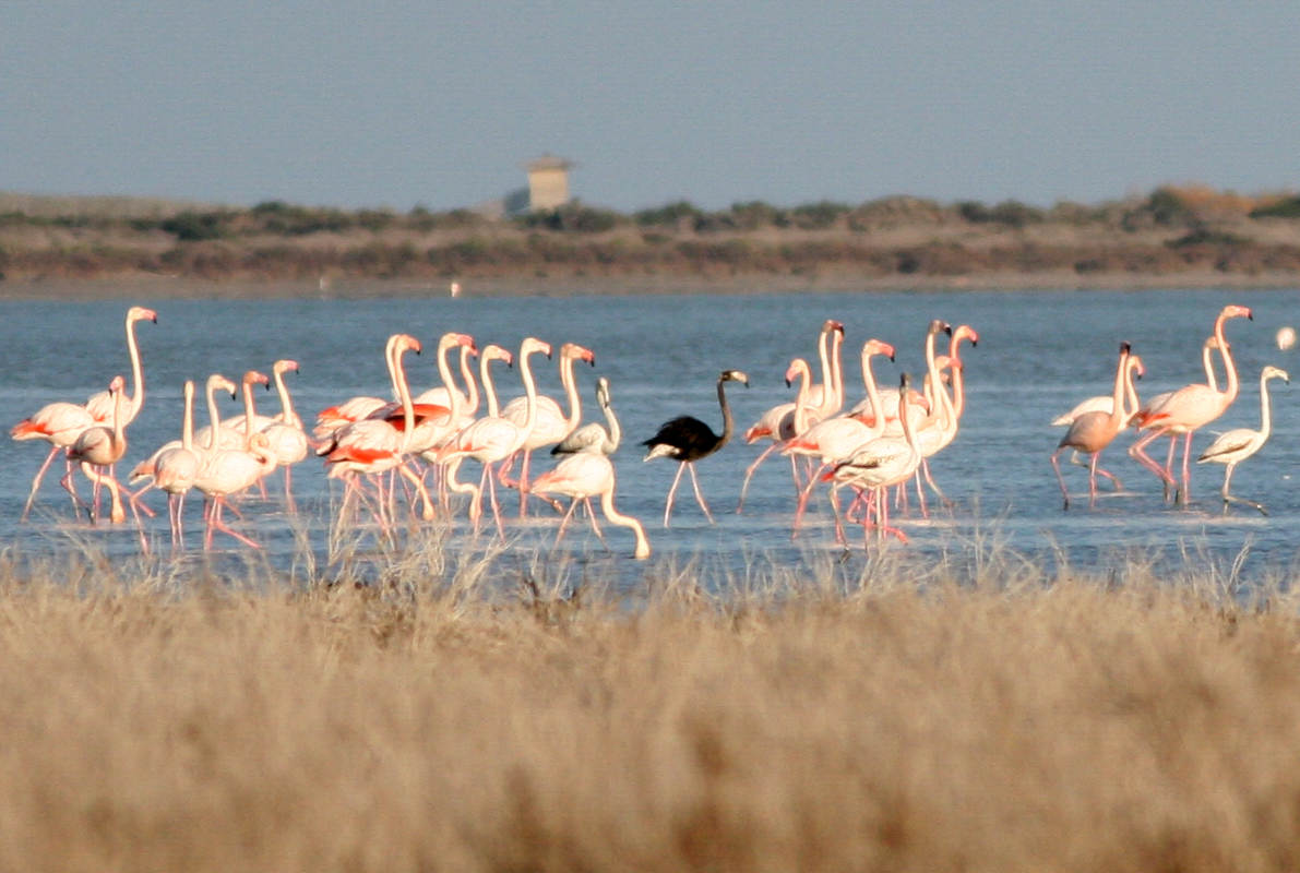 image From flamingos to Finikoudes: Fall in love with Larnaca