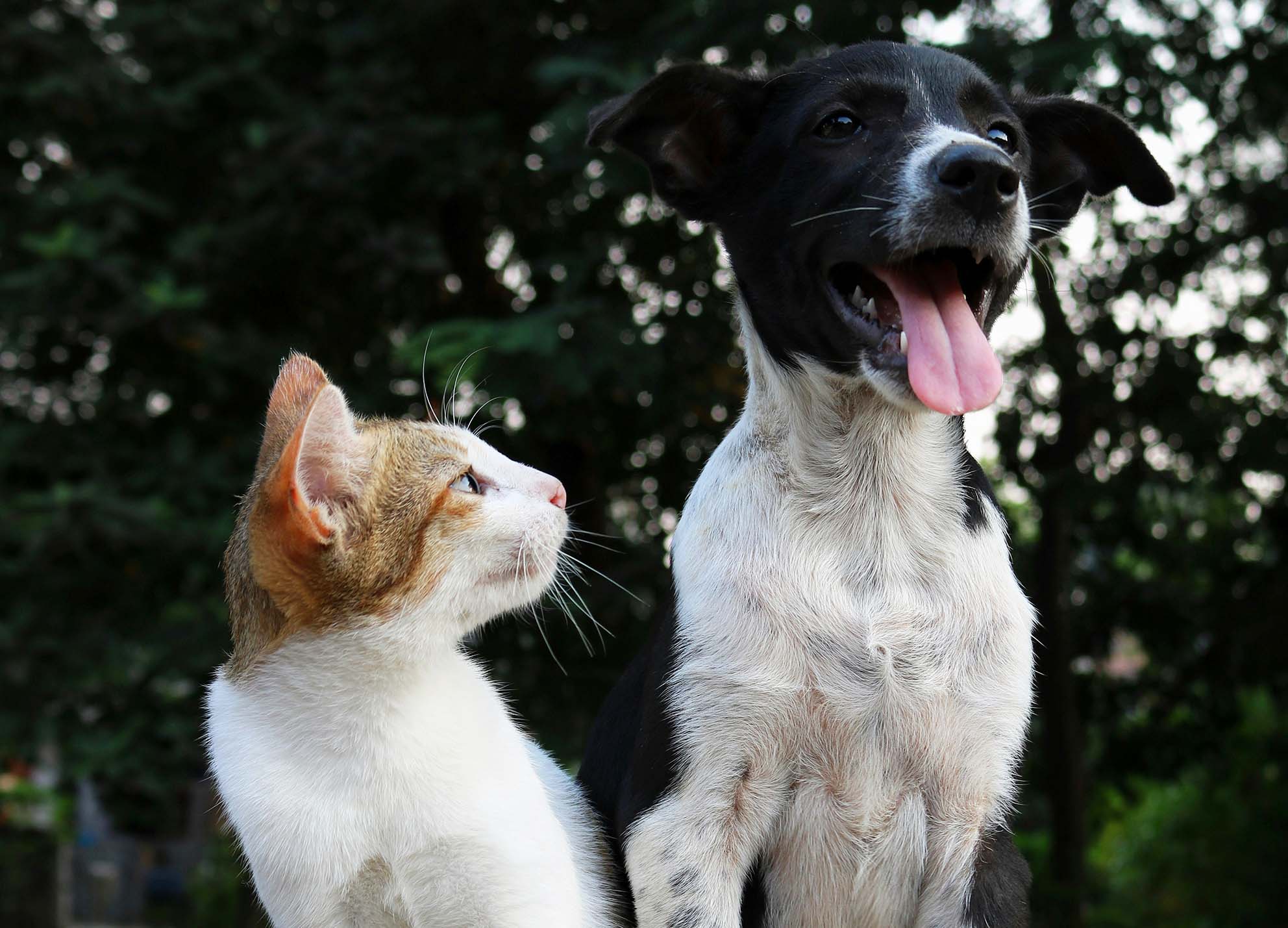 cover Large budgets announced for neutering strays