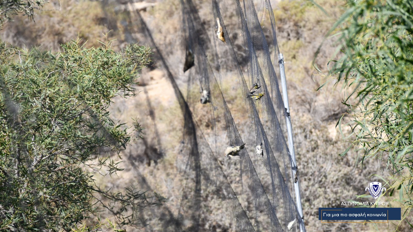 cover Police carry out bird trapping raid