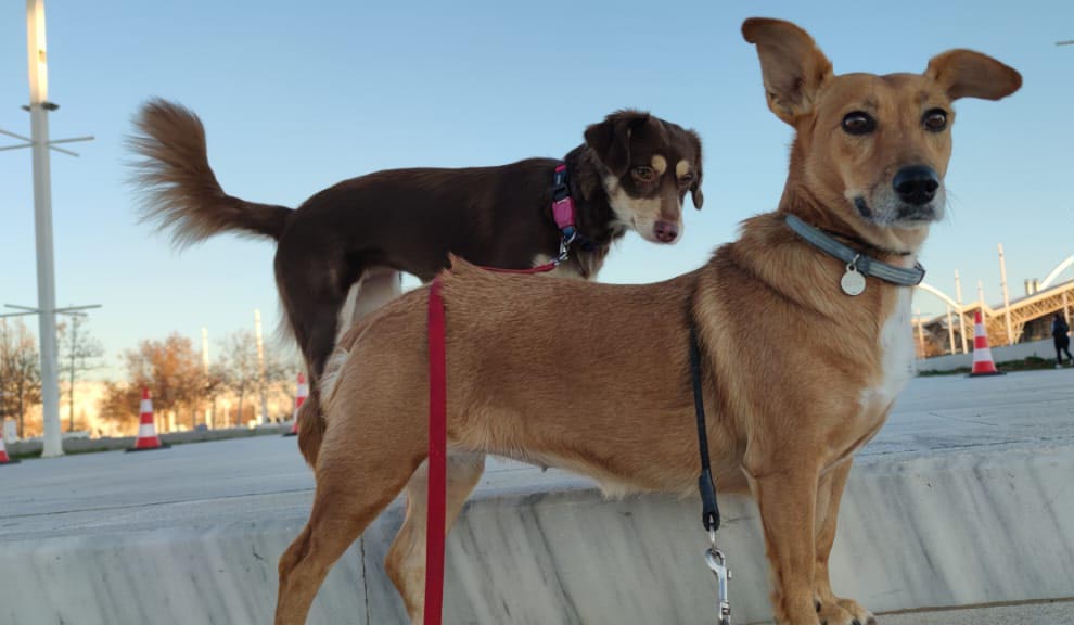 cover Avoid separation anxiety and get  a pet babysitter