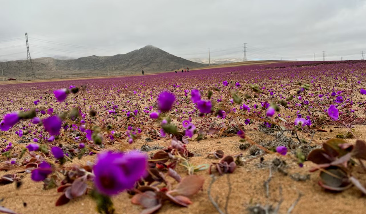 cover Chile&#8217;s Atacama desert flower could hold key to drought tolerant crops